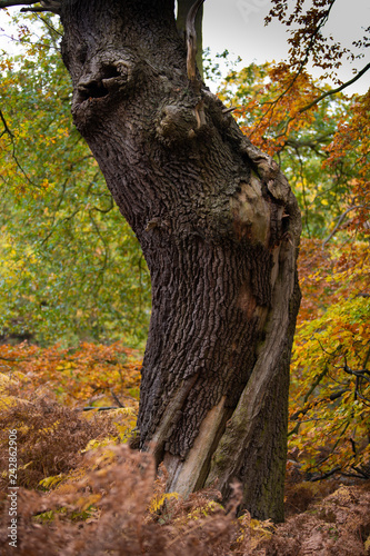 Crooked Tree Haughmond