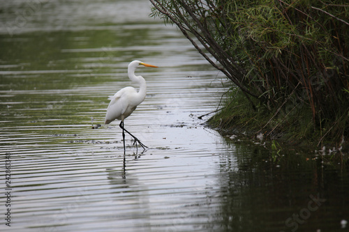 Great egret on one leg © Deborah