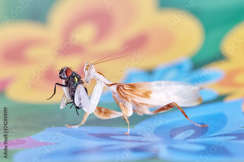 praying mantis. adult male orchid mantis. photo