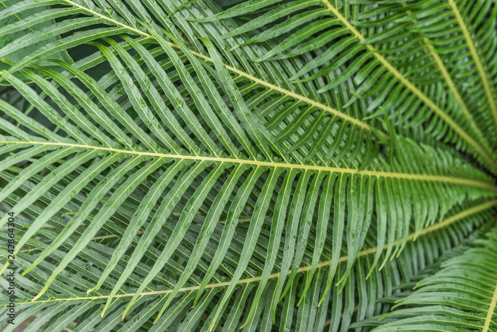 Close up of palm leaves Close up of palm leaves