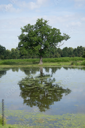 large tree with reflection in water