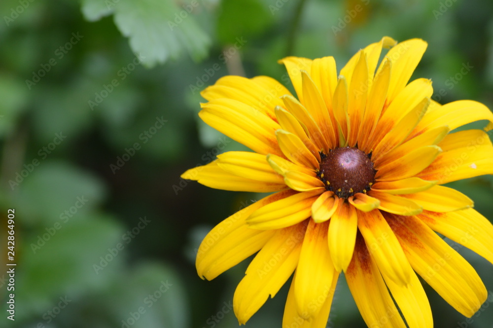 CS 0549 CS 0549