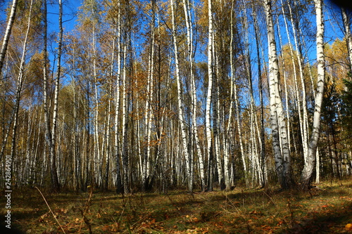 Birch grove.