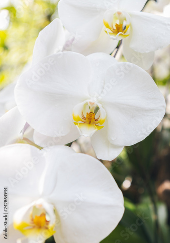 White Orchids on Display at a Garden