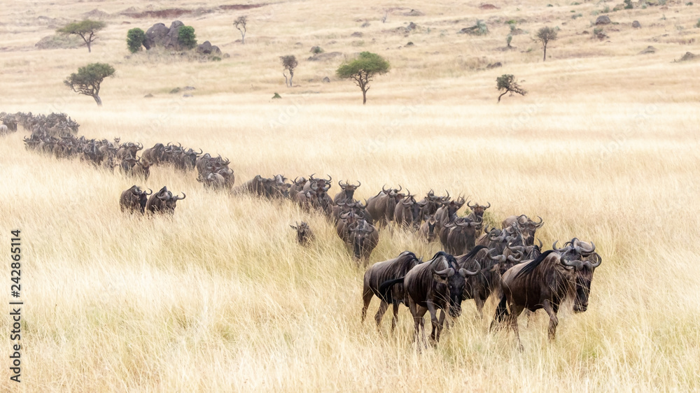 Procession of wildebeest through the Masai mara Procession of wildebeest through the Masai mara