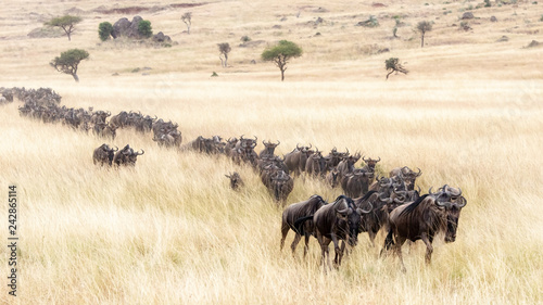 Fototapeta Naklejka Na Ścianę i Meble -  Procession of wildebeest through the Masai mara