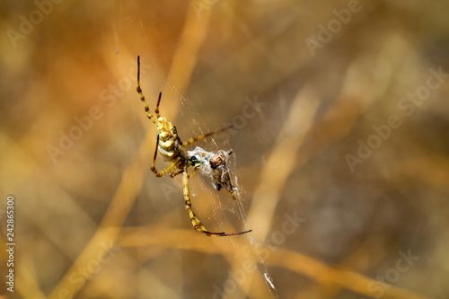 Argiope lobata, eine Radnetzspinne  photo