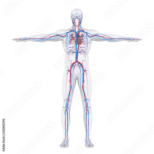 Human Circulatory System Illustration photo