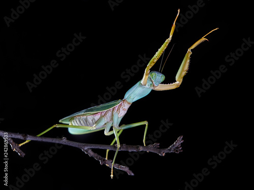 Giant Malaysian shield praying mantis Rhombodera Basalis resting on a tree photo