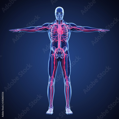 Photography Human Circulatory System Illustration