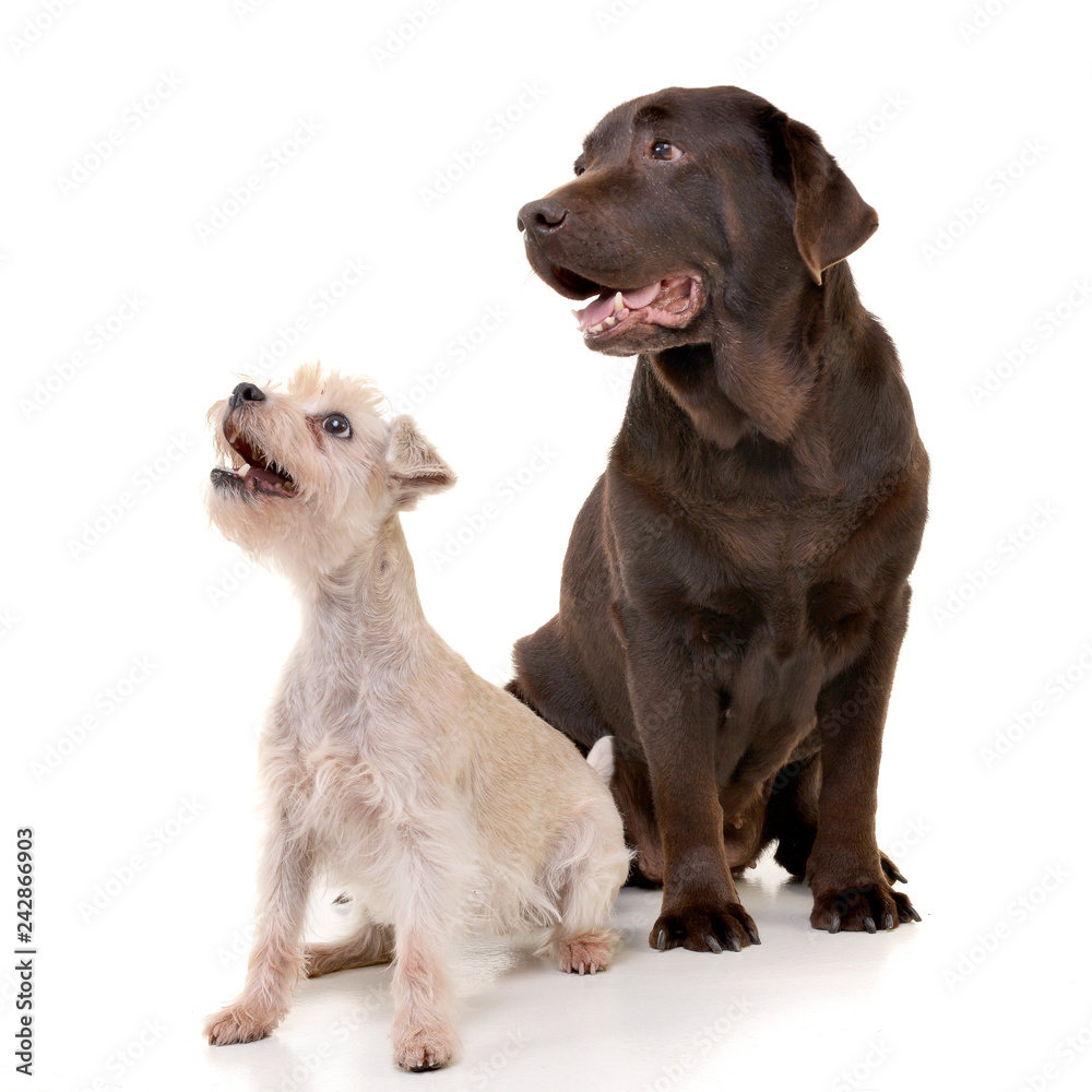 Studio shot of an adorable mixed breed dog and a Labrador retriever