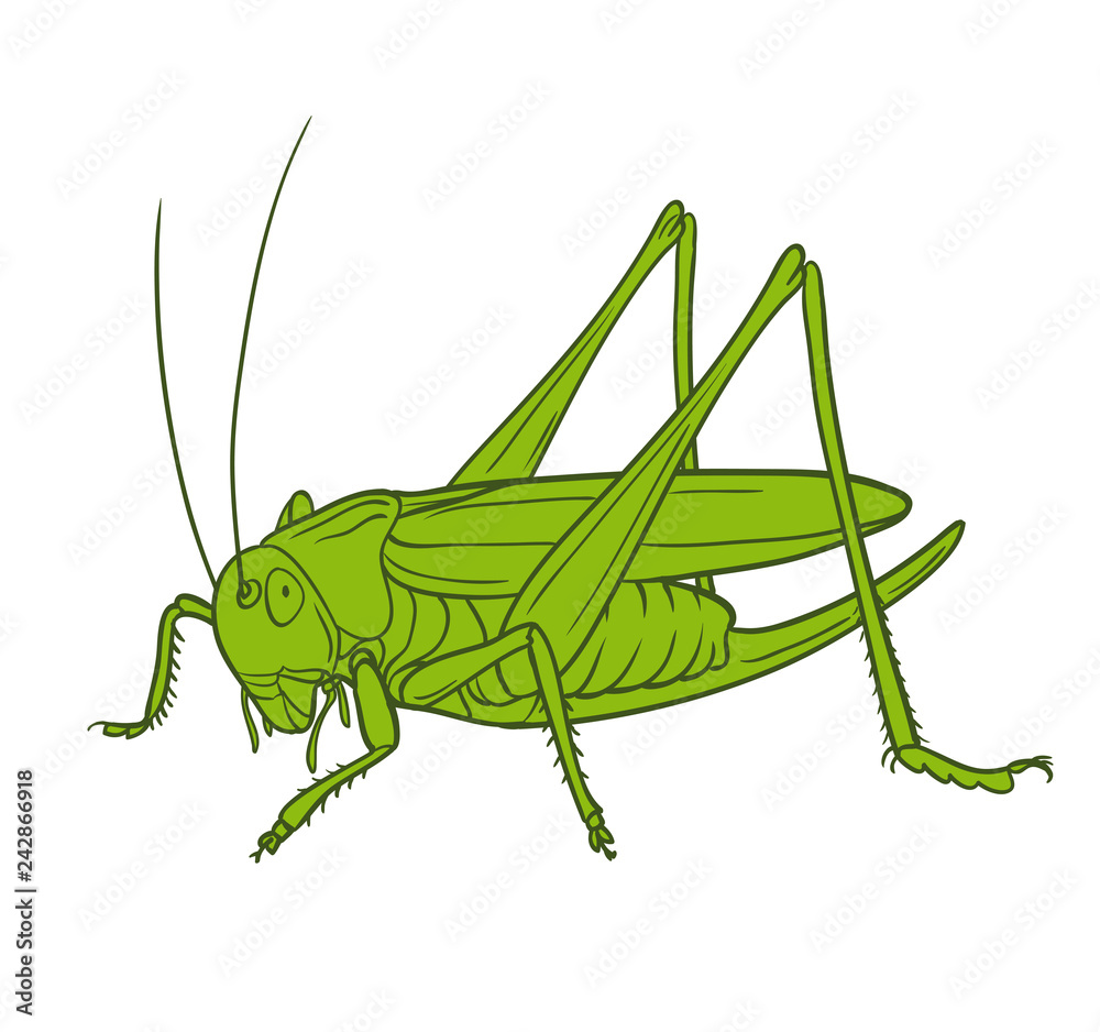 Grasshopper of white background, graphic Grasshopper of white background, graphic
