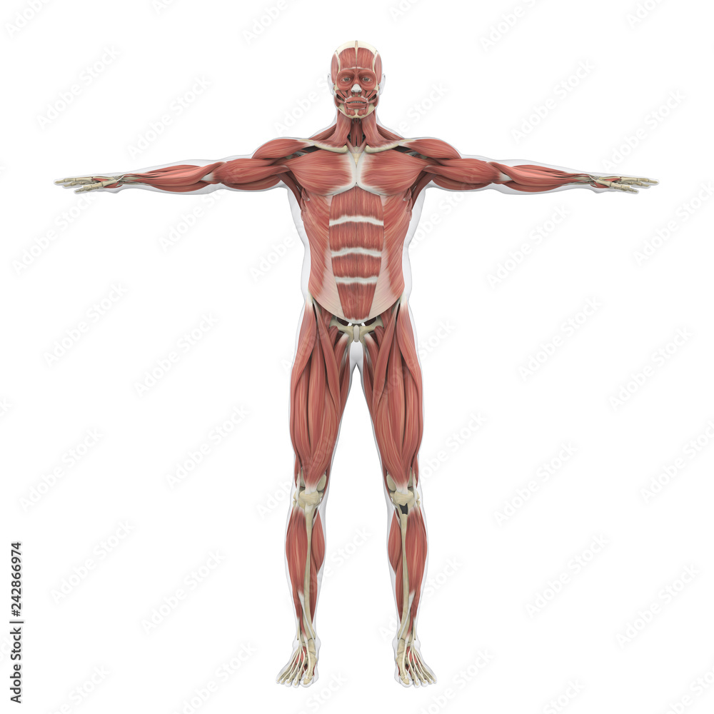 Human Muscular System Illustration Human Muscular System Illustration
