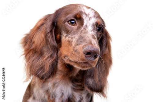 Fototapeta Naklejka Na Ścianę i Meble -  Portrait of a cute Dachshund puppy