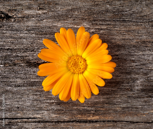 Calendula flower on wooden background