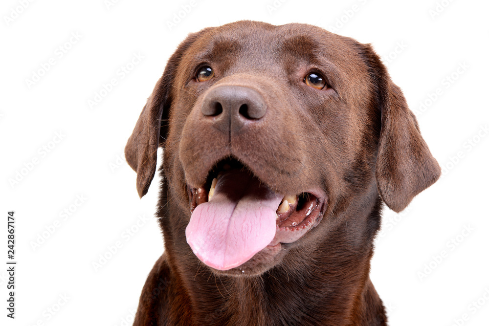 Portrait of an adorable Labrador retriever