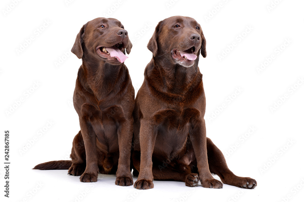 Studio shot of two adorable Labrador retriever