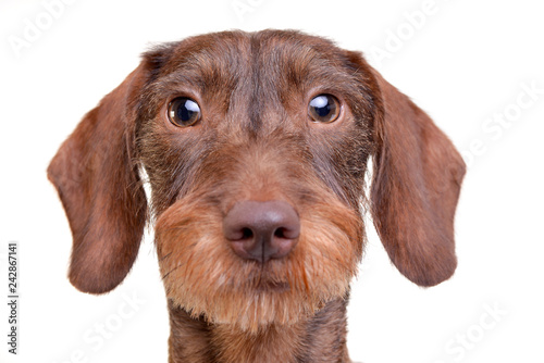 Portrait of a cute Dachshund puppy