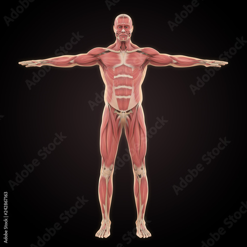 Human Muscular System Illustration