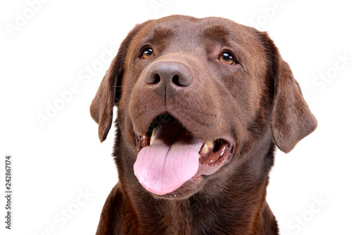 Portrait of an adorable Labrador retriever