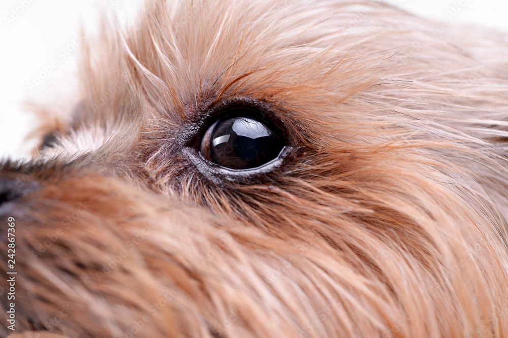 Close shot of a cute Yorkshire Terrier's eye Close shot of a cute Yorkshire Terrier's eye