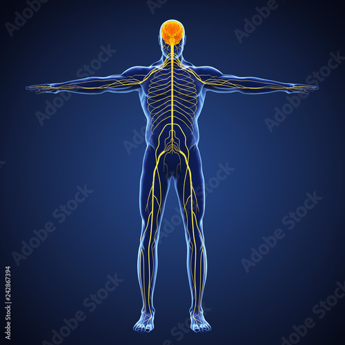 фотографія Human Nervous System Illustration
