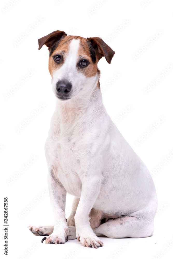 Studio shot of an adorable Jack Russell Terrier