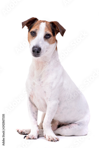 Studio shot of an adorable Jack Russell Terrier © kisscsanad