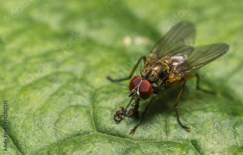 macro close up of fly on a leaf