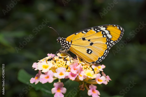 butterfly on a flower