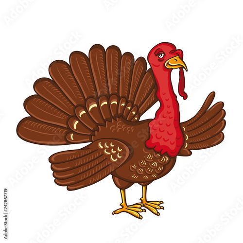 Turkey isolated on the white background
