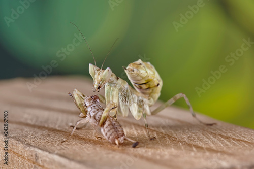 Mantis Creobroter gemmatus fertilized female photo