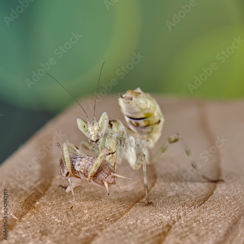 Mantis Creobroter gemmatus fertilized female