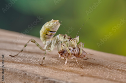 Mantis Creobroter gemmatus fertilized female