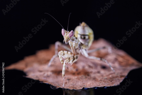 Mantis Creobroter gemmatus fertilized female photo