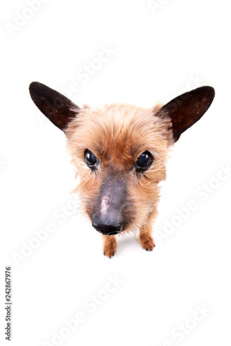 Wide angle portrait of a blind Yorkshire terrier
