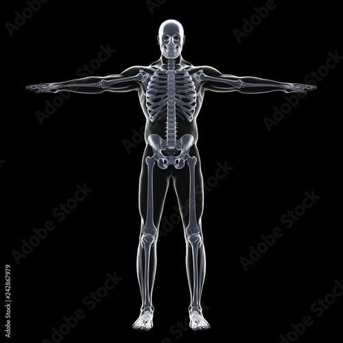 Human Skeletal System Illustration © nerthuz
