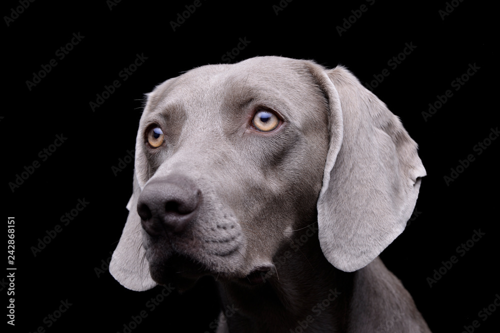 Portrait of an adorable Weimaraner