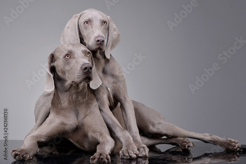 Studio shot of two adorable Weimaraner