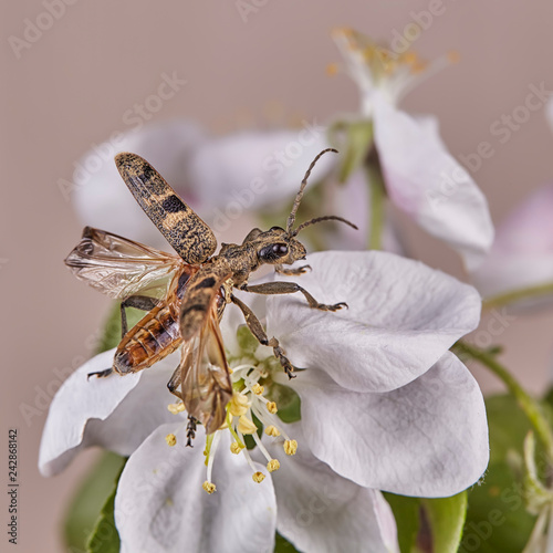 The blackspotted pliers support beetle Rhagium mordax photo