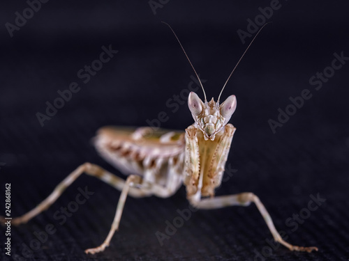 Mantis Creobroter gemmatus fertilized female photo