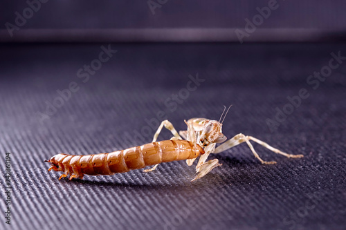 Mantis Creobroter gemmatus fertilized female photo