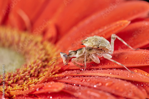 Mantis Creobroter gemmatus fertilized female photo