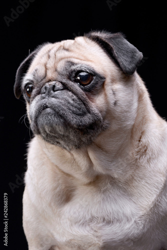 Portrait of an adorable Mops (or Pug)
