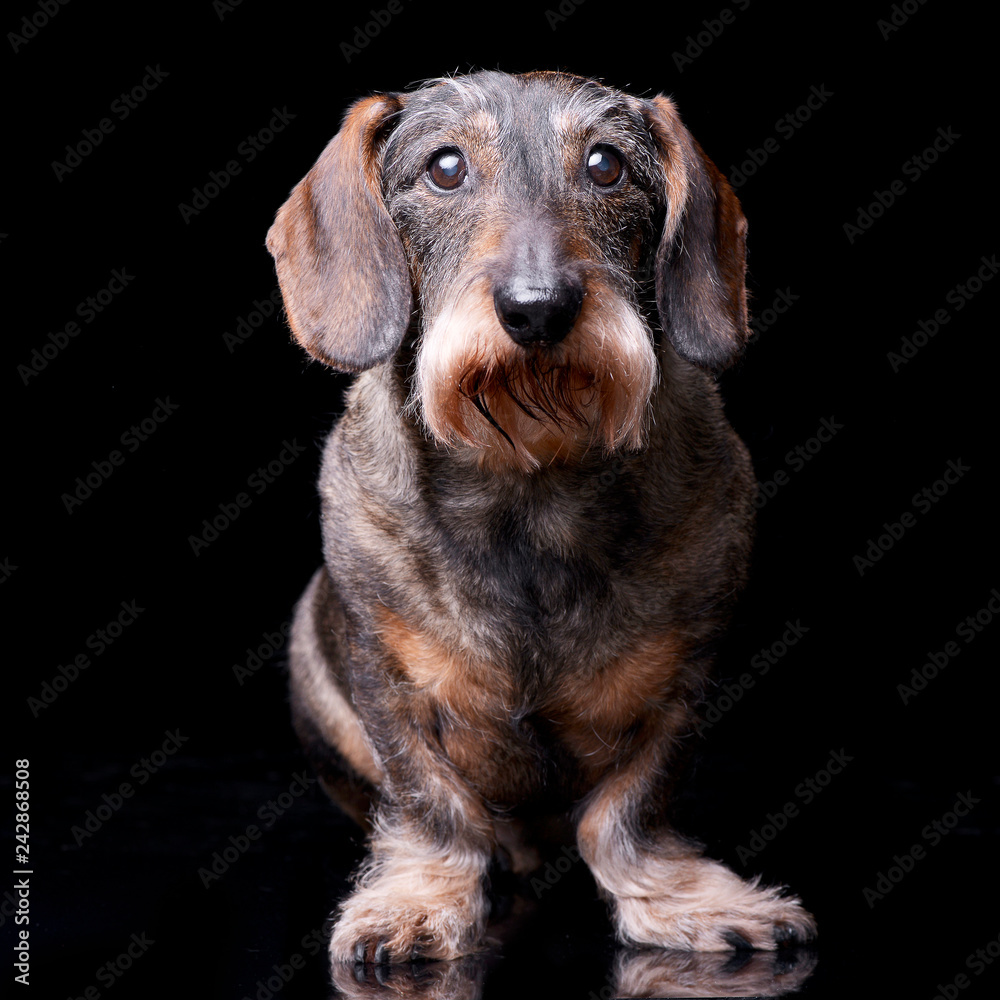 Studio shot of an adorable Dachshund Studio shot of an adorable Dachshund