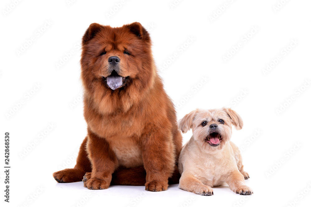 Studio shot of an adorable Havanese and a Chow Chow
