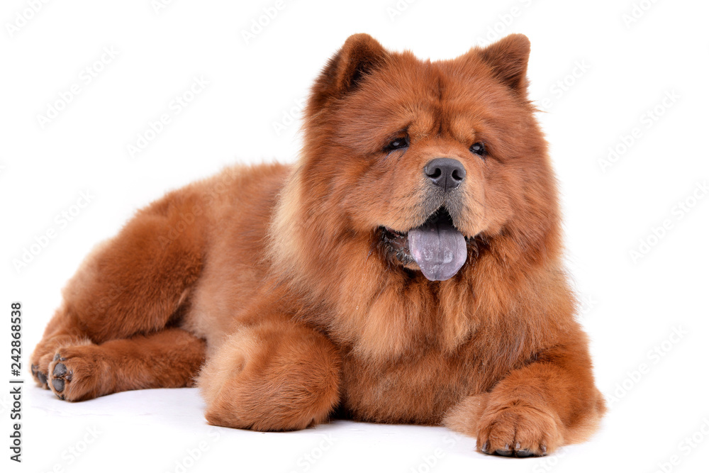 Fototapeta premium Studio shot of an adorable Havanese