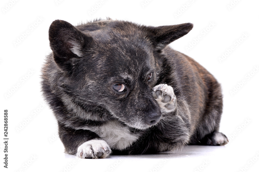 Obraz premium Studio shot of an adorable mixed breed dog