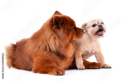 Studio shot of an adorable Havanese and a Chow Chow