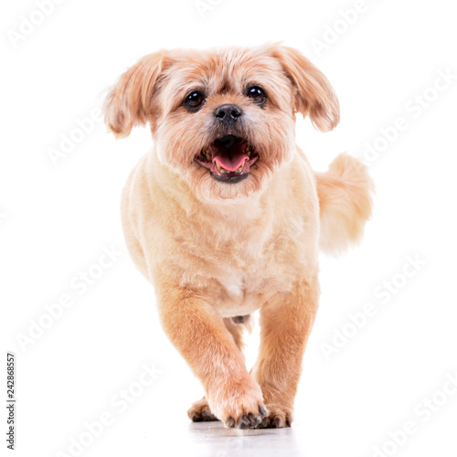 Studio shot of an adorable Chow Chow